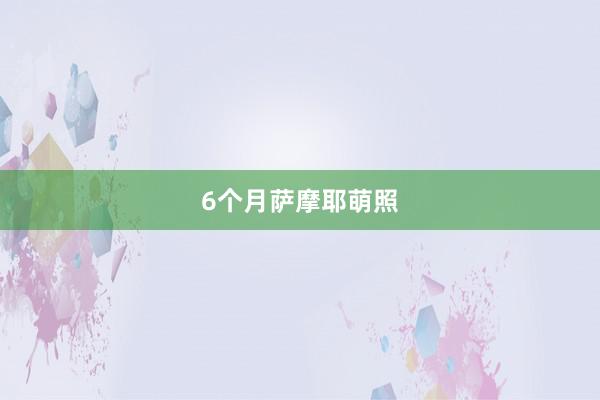 6个月萨摩耶萌照